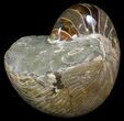 Polished Nautilus Fossil - Huge Specimen! #61347-2